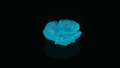 Neon Bloom