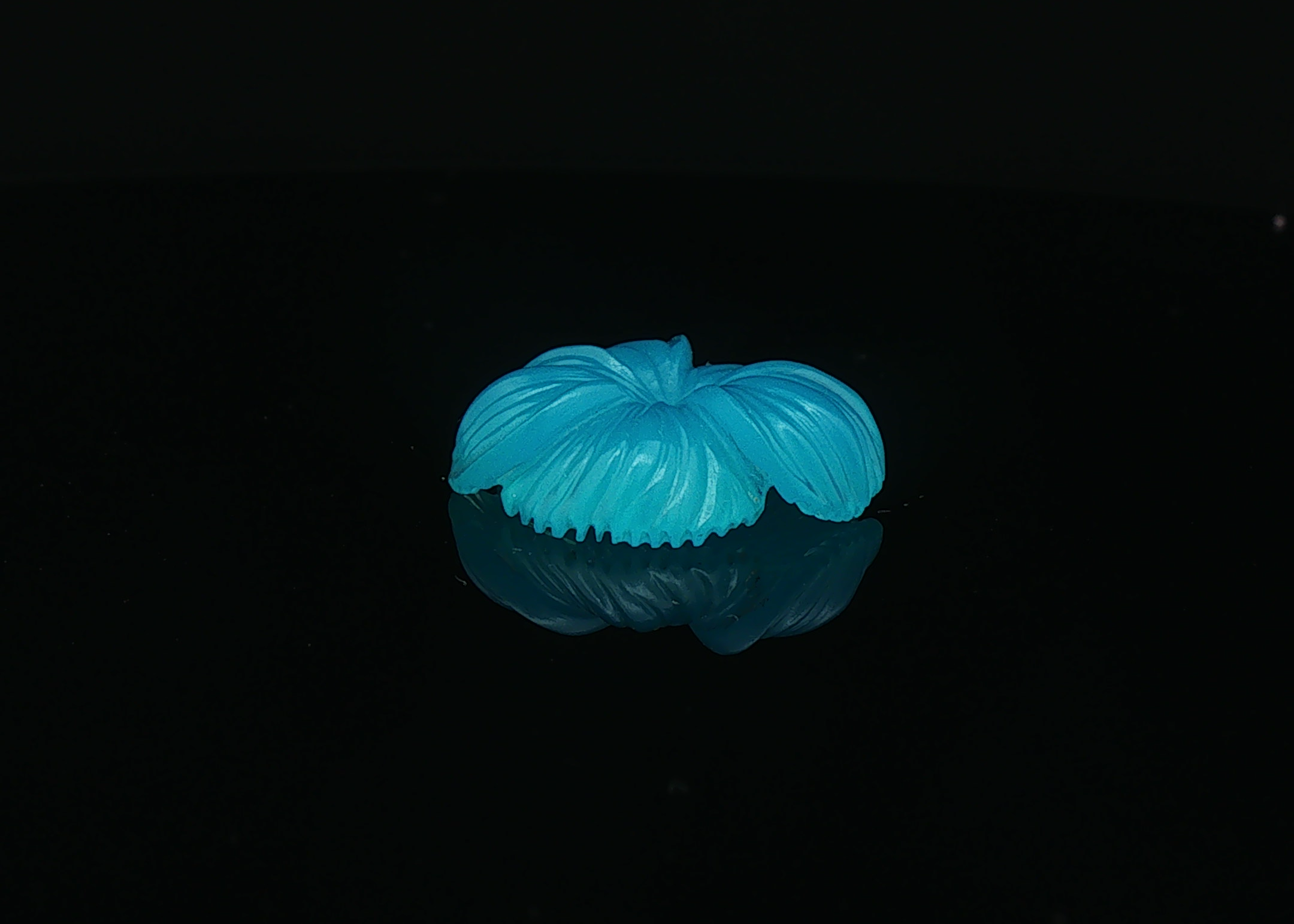 Neon Bloom