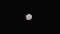 Moonlit Rose