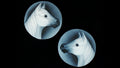 Equestrian Dreaming