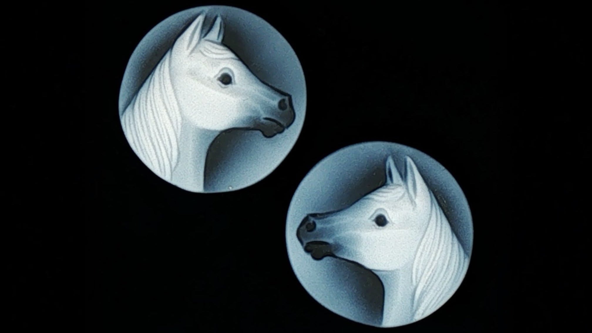 Equestrian Dreaming